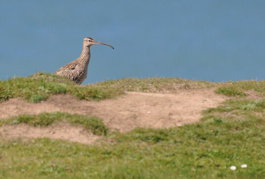 Curlew on Lower Longbeak Point
