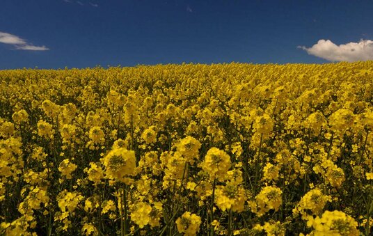 Rape flowers at Widemouth