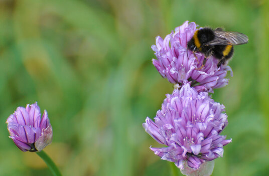 Wild chives on Penhallic Point