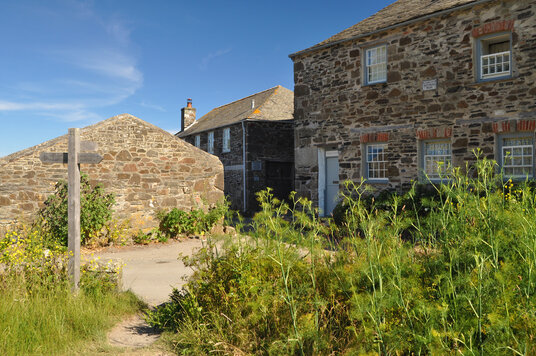 Wild Fennel at Port Quin