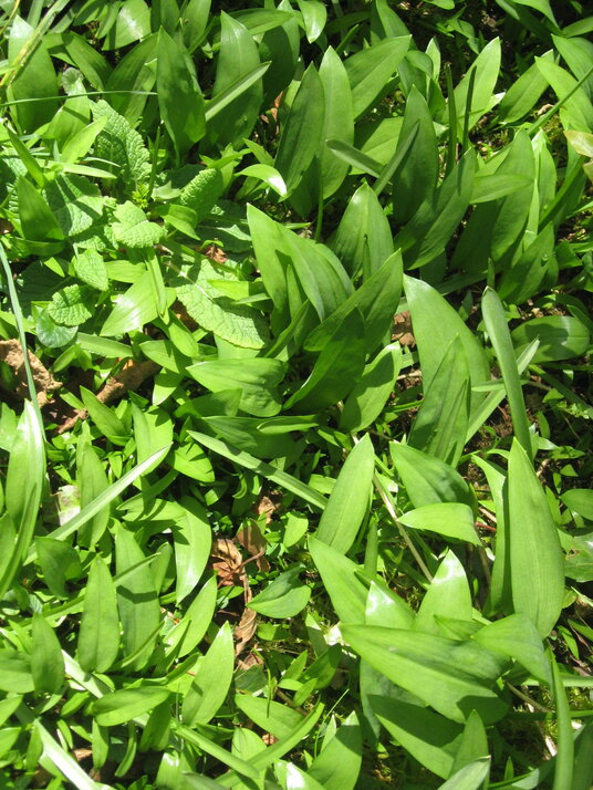 Wild garlic near Little Petherick
