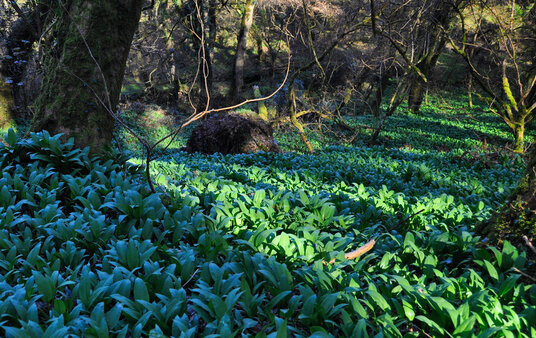 Wild garlic in Minster Wood