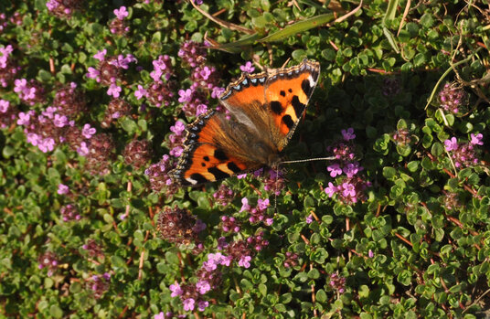Butterfly on Wild Thyme