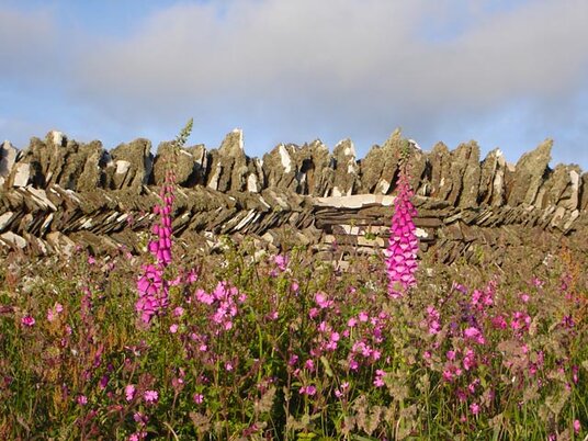 Wildflowers near Treknow