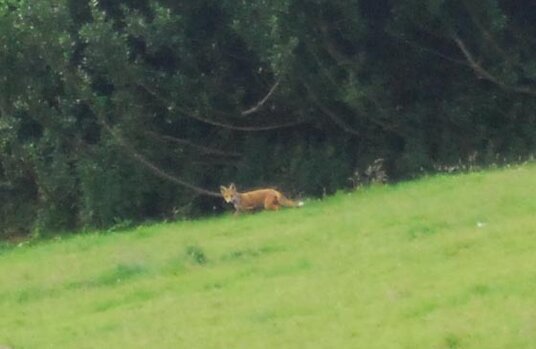 Fox in the Nature Reserve