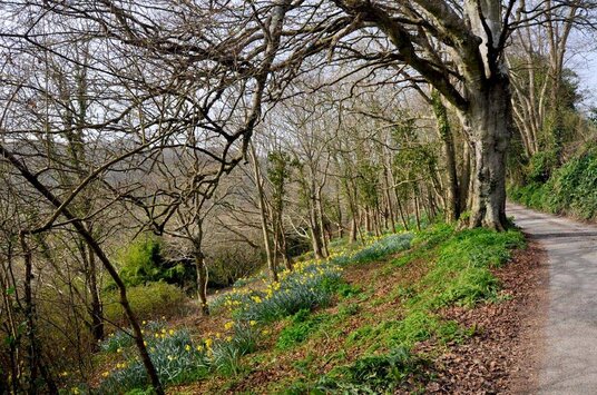 Daffodils near Windsor Mill