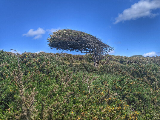 Windswept tree at Tregantle