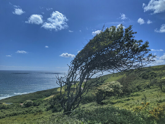 Windswept tree at Tregantle