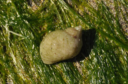 A winkle on the rocks