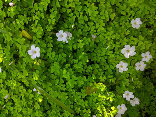 Wood Sorrel