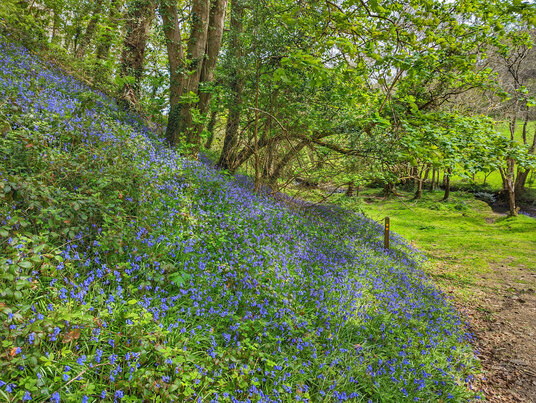 Bluebells near Woodford