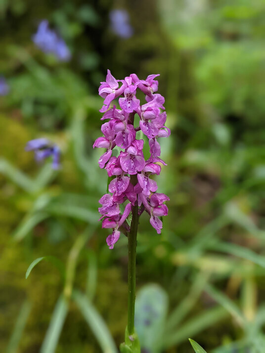 Early purple orchid