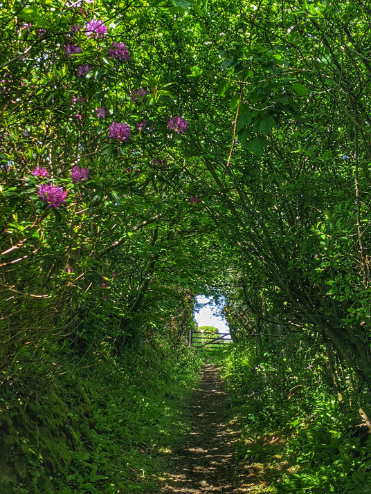 Footpath at Woodford
