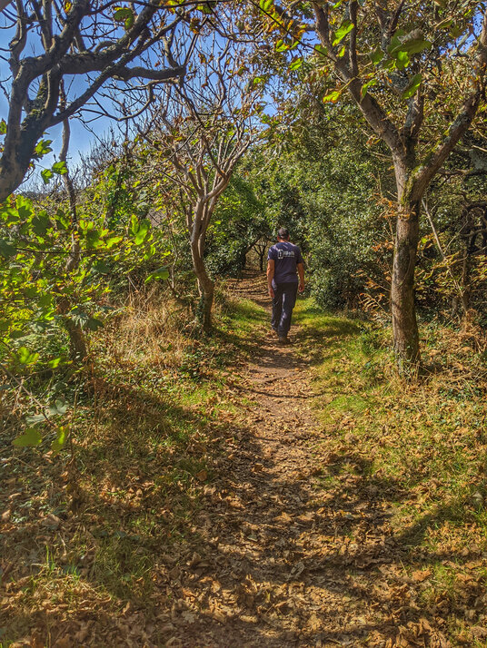 Woods near St Loy's Cove