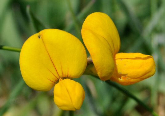 Birdsfoot Trefoil flowers on the coast