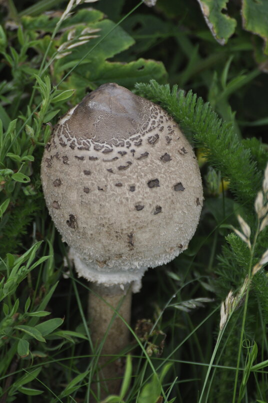 Parasol Mushroom beside the coast path