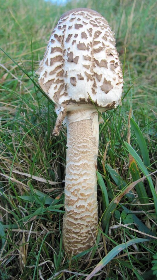 Parasol mushroom beside the coast path