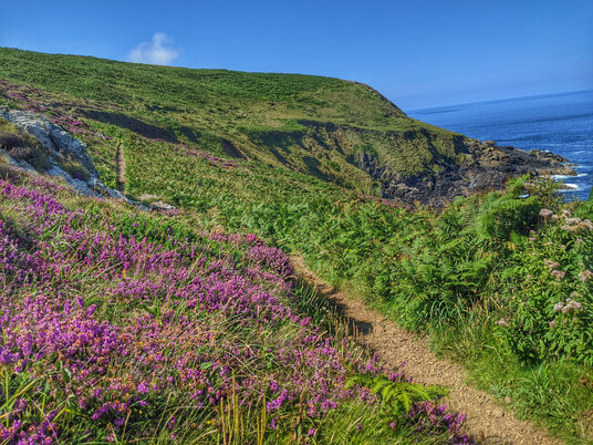Heather on the coast path near Zennor