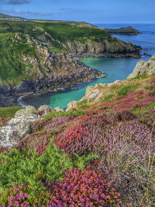 Heather on the coast at Zennor Head