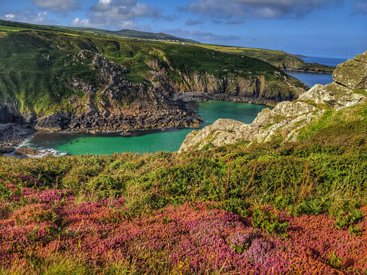 Zennor Head heather