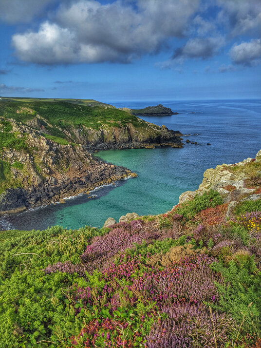 Heather at Zennor Head
