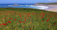 Poppies at West Pentire