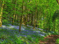 Bluebells in Deerpark woods