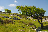 Trees on East Moor