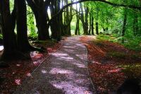 Beech Trees at Golitha Falls