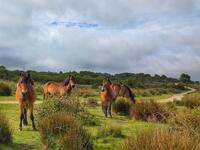 Conservation grazing on Goss Moor