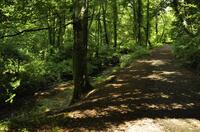 Woodland along the River Menalhyl