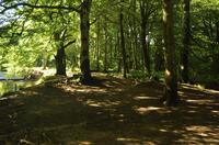 Woodland along the River Fowey