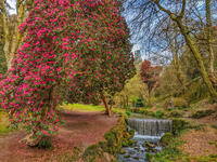 Rhododendrons at Menacuddle Well