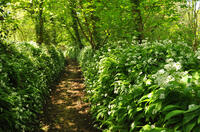 Woodland Path lined with Wild Garlic