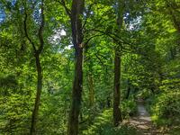 Path at St Nectan's Glen