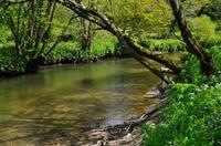 River Camel at Polbrock