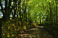 Tree-lined track from St Breward Church