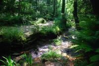 St Nectans Glen