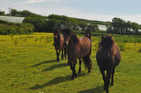 Horses at St Wenn