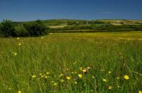 Fields near Trevinnick, St Kew